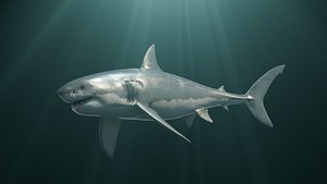 3D model Great White Shark