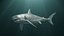 Grand requin blanc