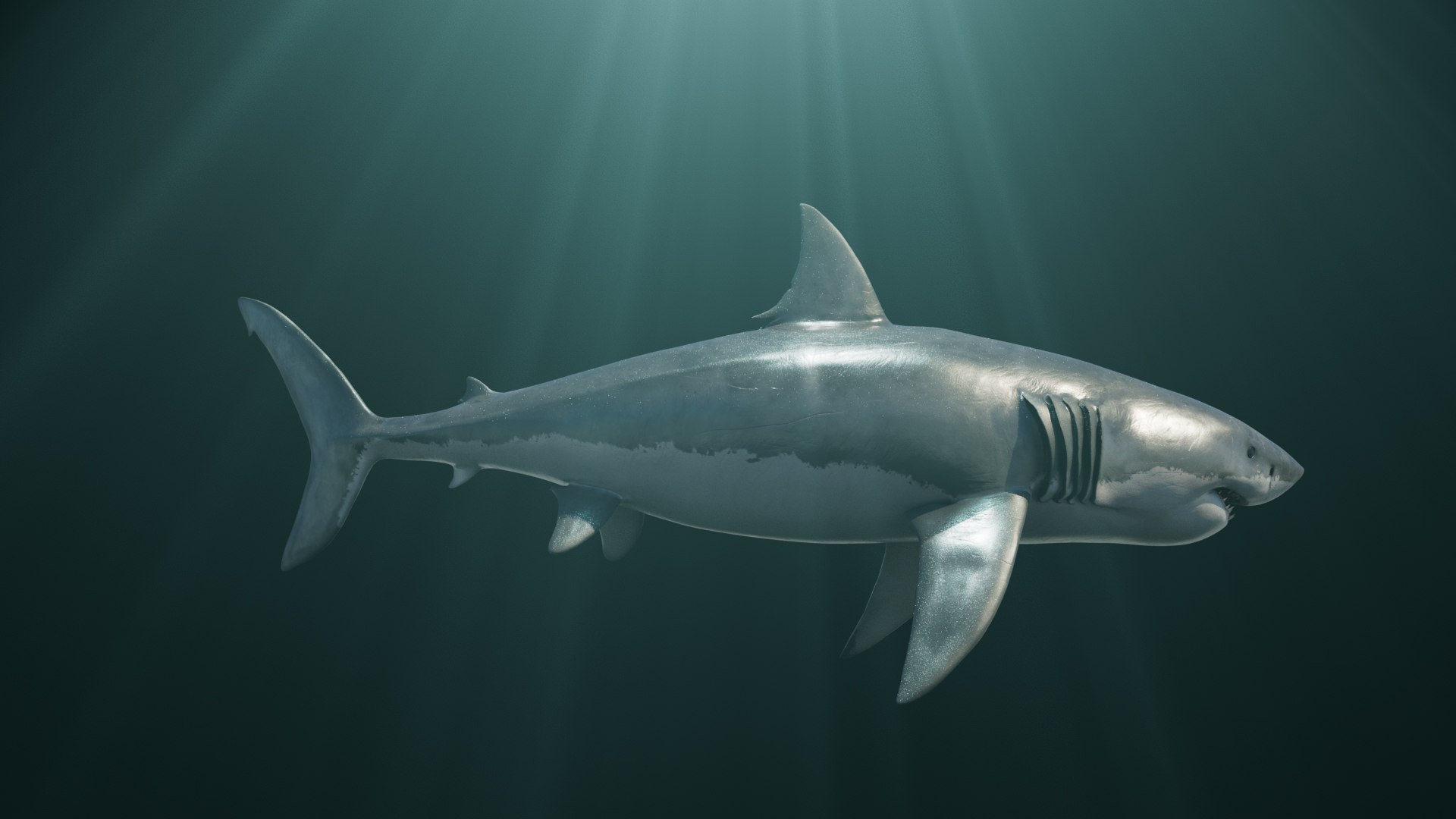 3D model Great White Shark https://p.turbosquid.com/ts-thumb/IN/HkQjKc/Z9/06/png/1763652006/1920x1080/fit_q87/4e34c0e441d99d5ae8a1fe21afaa933e2ab782a0/06.jpg