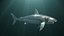 Grand requin blanc