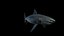 Grand requin blanc