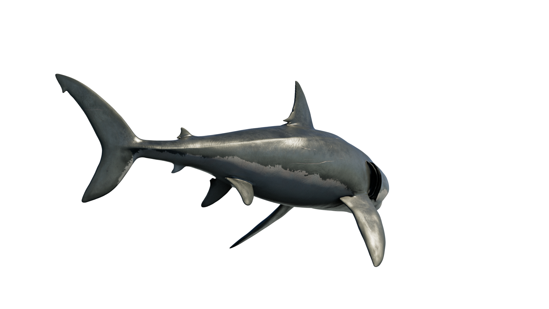 3D model Great White Shark https://p.turbosquid.com/ts-thumb/IN/HkQjKc/v3/shark/png/1763652110/1920x1080/turn_fit_q99/bfdd01e6924962a6478c217cd4c157f861cfaa66/shark-1.jpg