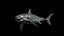 Grand requin blanc