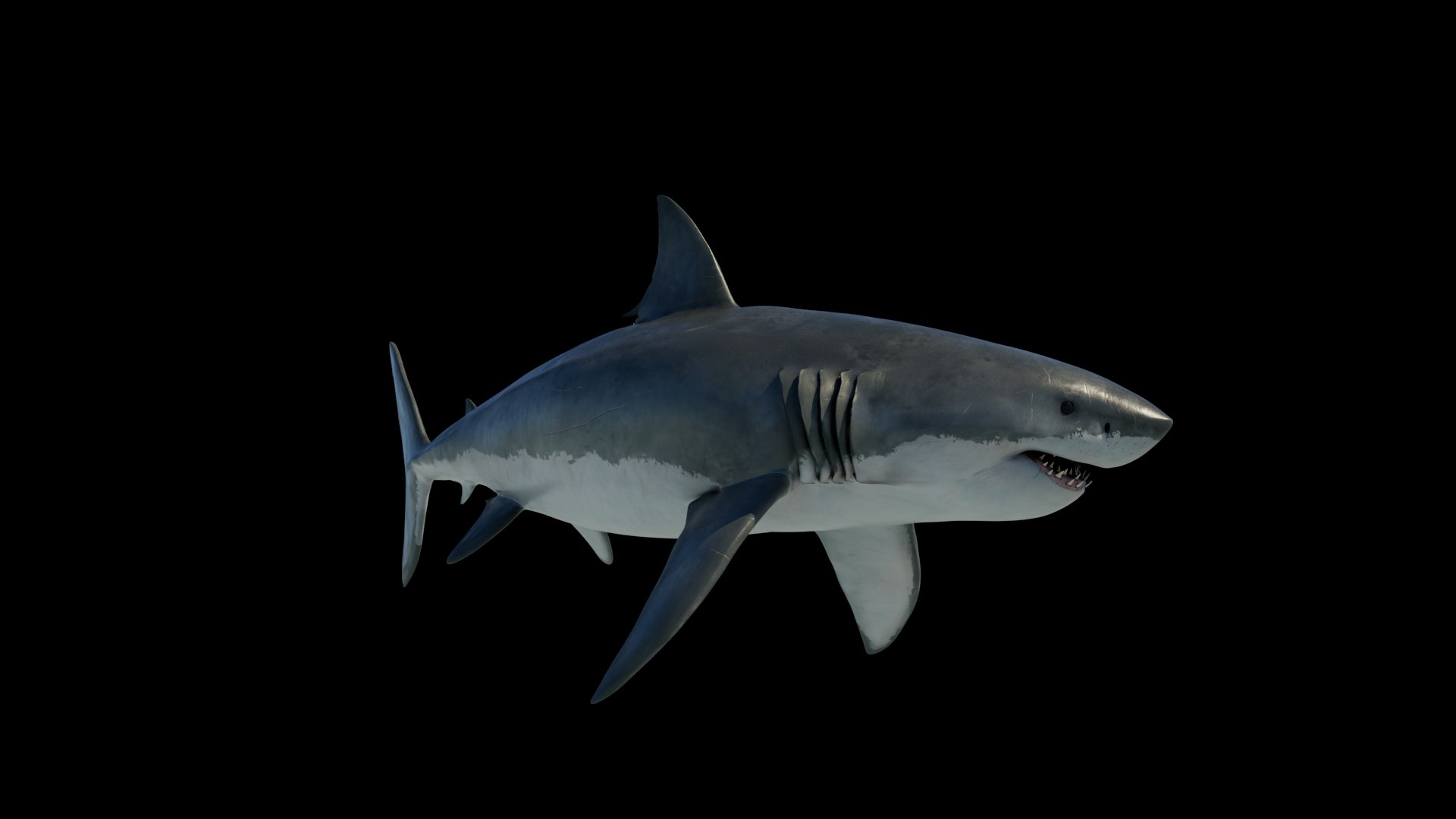 3D model Great White Shark https://p.turbosquid.com/ts-thumb/IN/HkQjKc/y1/09/png/1763652007/1920x1080/fit_q87/bfcc162d2474283d4612bf67edb20409efceac0b/09.jpg