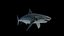 Grand requin blanc
