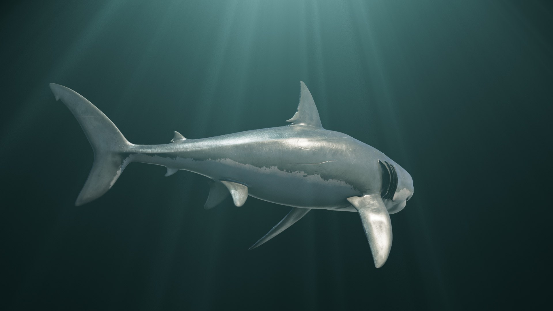 3D model Great White Shark https://p.turbosquid.com/ts-thumb/IN/HkQjKc/zr/08/png/1763652007/1920x1080/fit_q87/86397a6b841c966fb98c64e90fbf7440113b0fec/08.jpg