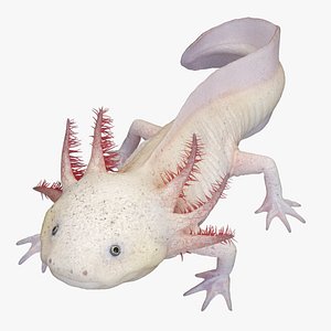 3D Axolotl Rigged model