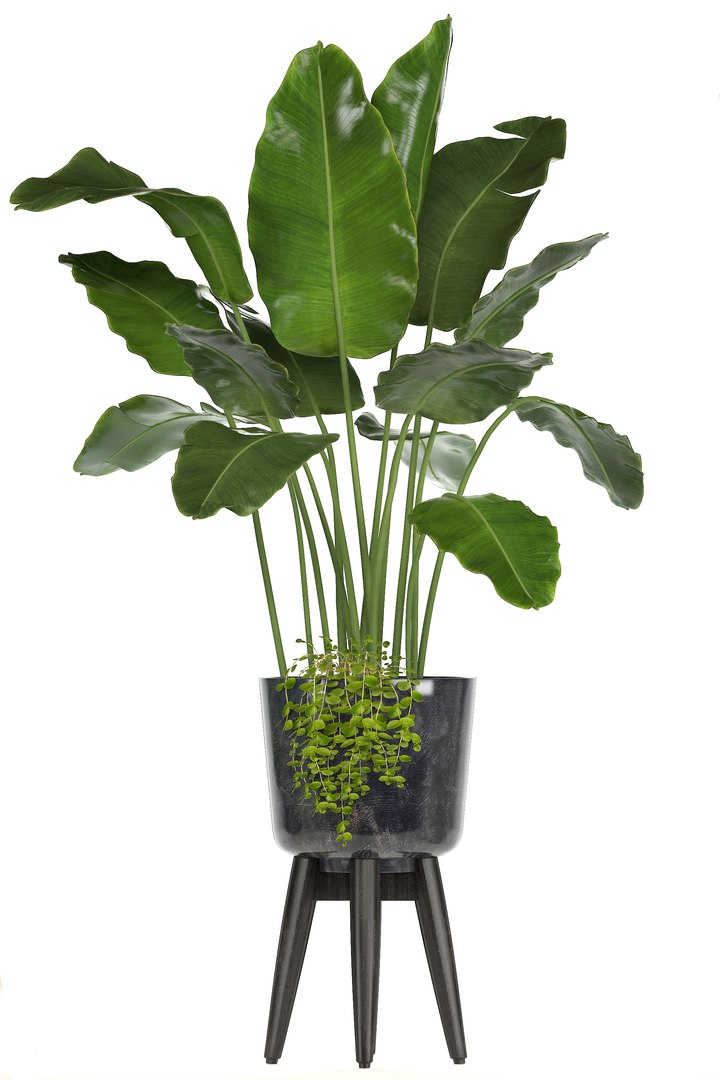 3D ornamental plants pots https://p.turbosquid.com/ts-thumb/IN/nAlXqg/834TPD5I/plantset070607/jpg/1528458023/1920x1080/fit_q87/5efe0e211f8d2a2e29a21f33b6013a5264ff9b44/plantset070607.jpg