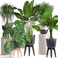 Collection of ornamental plants in pots