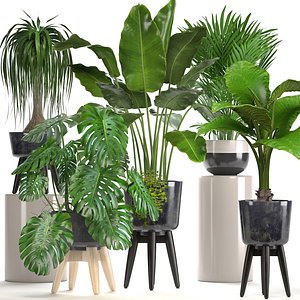 Collection of ornamental plants in pots