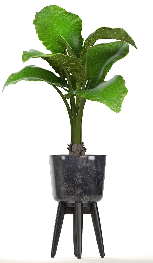 3D ornamental plants pots https://p.turbosquid.com/ts-thumb/IN/nAlXqg/GuNFtOcu/plantset070614/jpg/1528458023/1920x1080/fit_q87/92ac4e777b1e383542b907380b20912893f1bba0/plantset070614.jpg