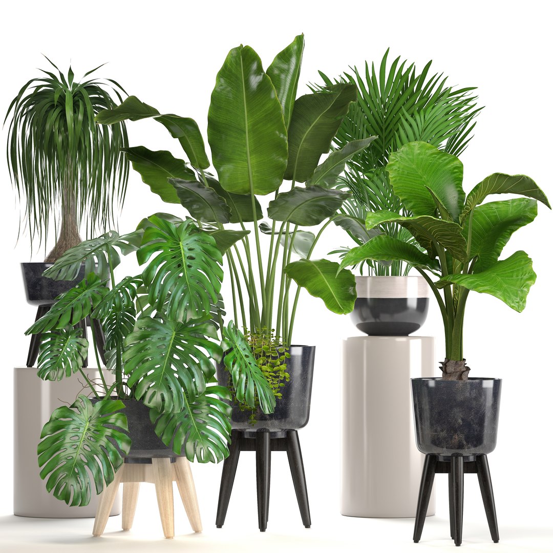 3D ornamental plants pots https://p.turbosquid.com/ts-thumb/IN/nAlXqg/UAA71I9T/plantset070601/jpg/1528458022/1920x1080/fit_q87/3ea60d198eb6f9f9489fc8107c896bb79e83c7aa/plantset070601.jpg