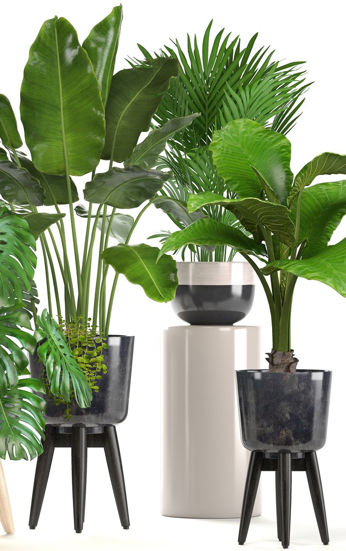 3D Ornamental Plants Pots - TurboSquid 1294306