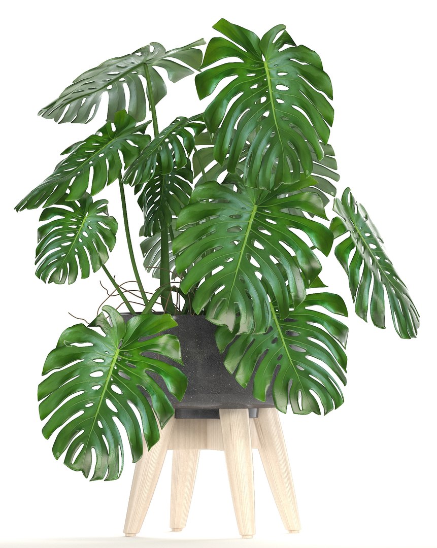 3D ornamental plants pots https://p.turbosquid.com/ts-thumb/IN/nAlXqg/f2JxUlaX/plantset070606/jpg/1528458023/1920x1080/fit_q87/9139bff7e6e419aaa7ea4dc0d747b9d890bbca3a/plantset070606.jpg