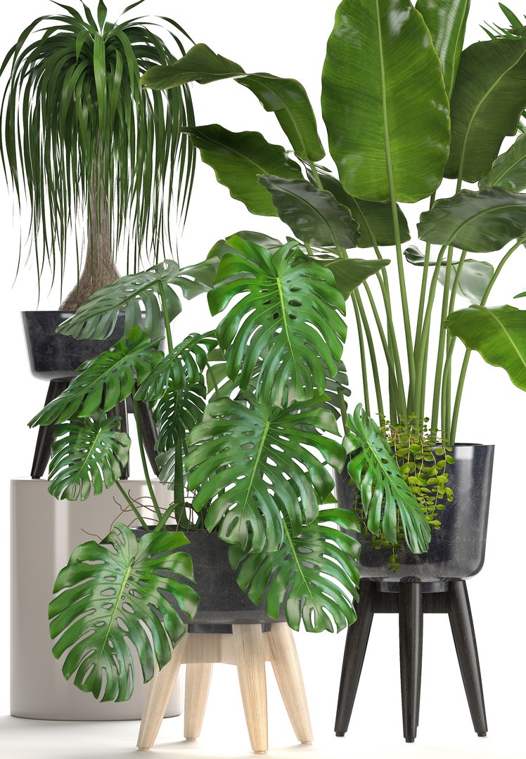 3D ornamental plants pots https://p.turbosquid.com/ts-thumb/IN/nAlXqg/pa4rx3j8/plantset070602/jpg/1528458022/1920x1080/fit_q87/710ea4b798fa3a3d09b13769a3a5d12455975639/plantset070602.jpg