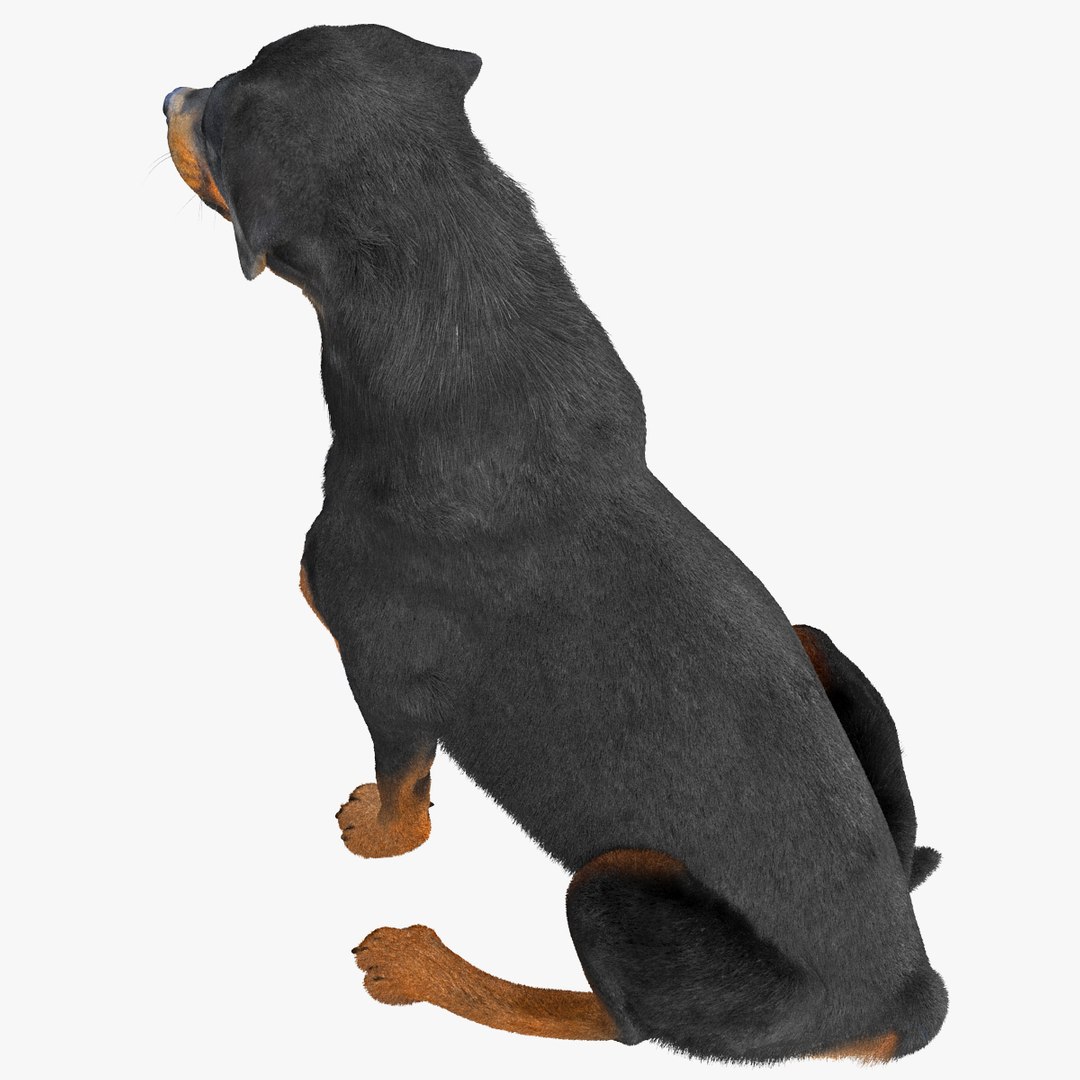 Rottweiler Pose 4 Fur 3d Model