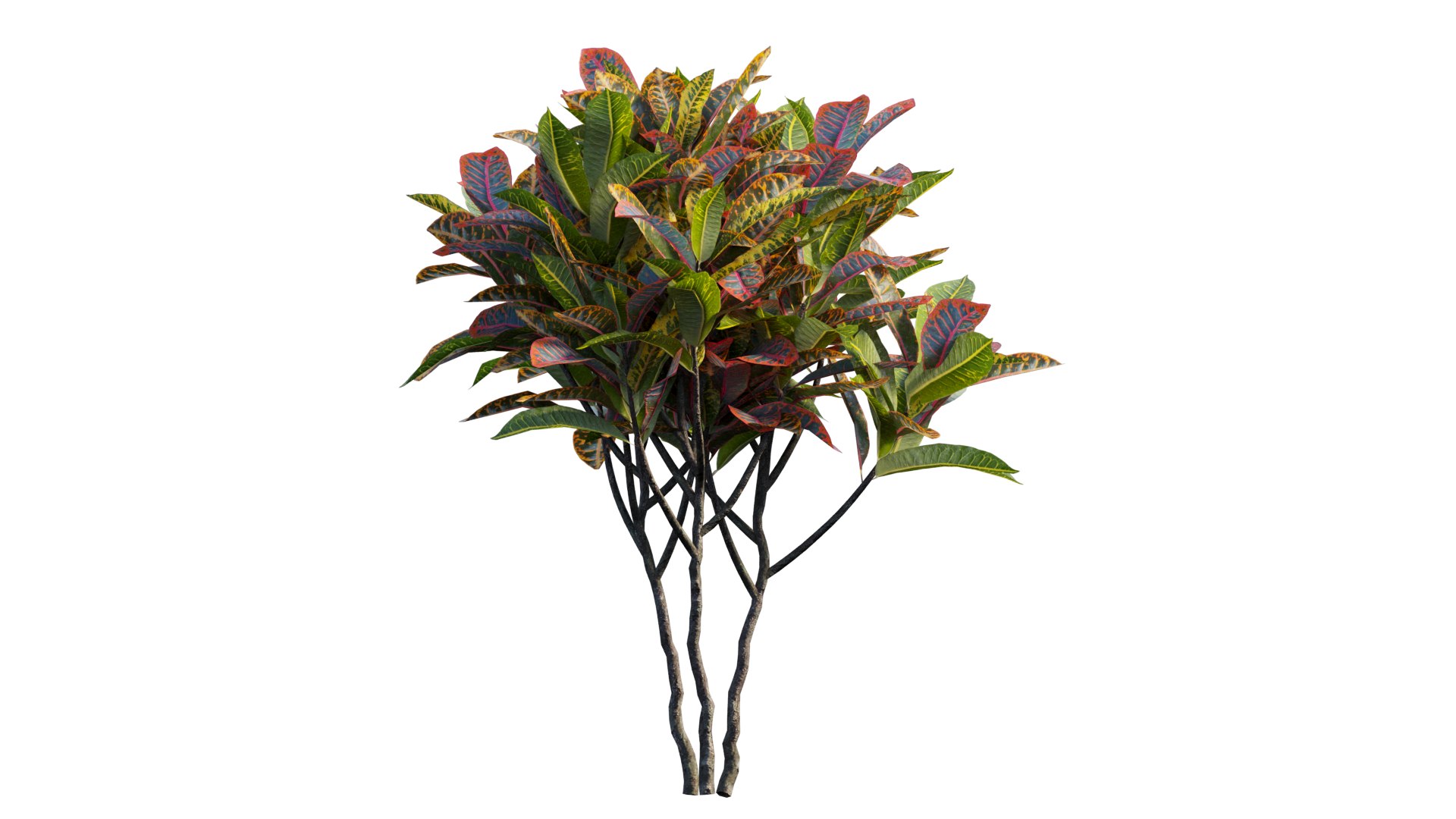 3D model Croton plant set 14 https://p.turbosquid.com/ts-thumb/IO/4s1gXP/3o/5_interactivelightmix/png/1629855484/1920x1080/fit_q87/874089baf44b0e324e6e3d3a7bf3966295f370bd/5_interactivelightmix.jpg