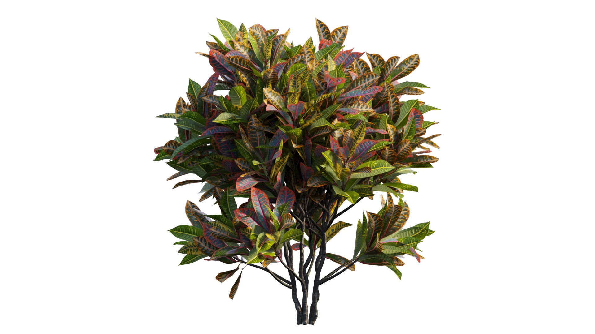 3D model Croton plant set 14 https://p.turbosquid.com/ts-thumb/IO/4s1gXP/Ni/3_interactivelightmix/png/1629855482/1920x1080/fit_q87/12b224a47492724ac76a9c5e8501cb320518f830/3_interactivelightmix.jpg