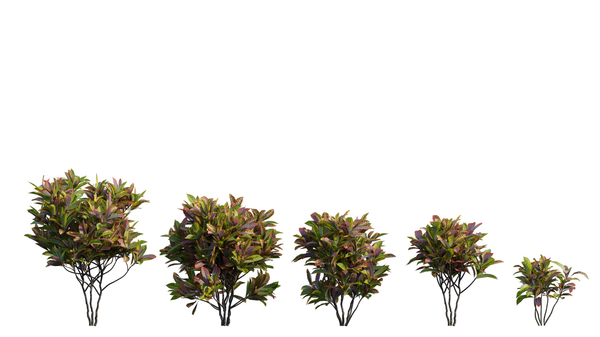 3D model Croton plant set 14 https://p.turbosquid.com/ts-thumb/IO/4s1gXP/Tw/1_interactivelightmix/png/1629855484/1920x1080/fit_q87/d8460d166201133e2da666a90dc80667432ac225/1_interactivelightmix.jpg