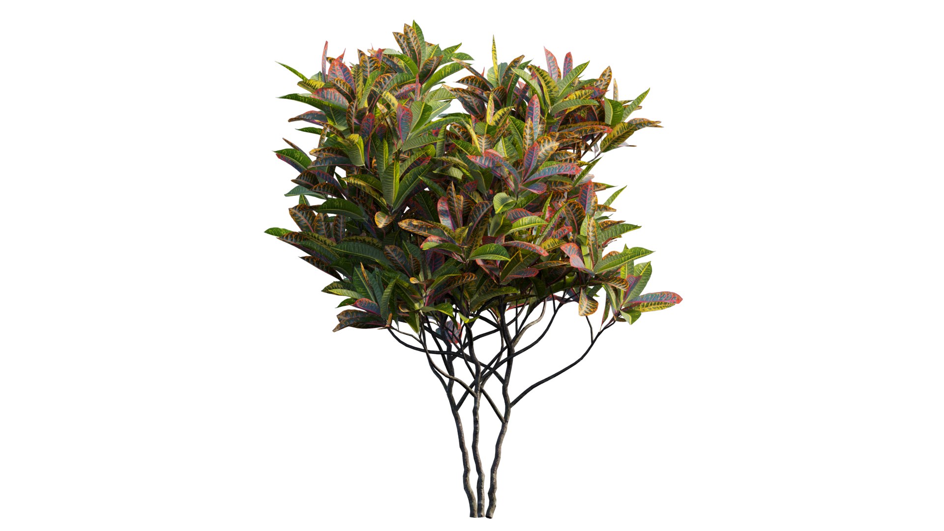 3D model Croton plant set 14 https://p.turbosquid.com/ts-thumb/IO/4s1gXP/bH/2_interactivelightmix/png/1629855482/1920x1080/fit_q87/d7b00975696f42de797528b757d2df4b5e0bf880/2_interactivelightmix.jpg