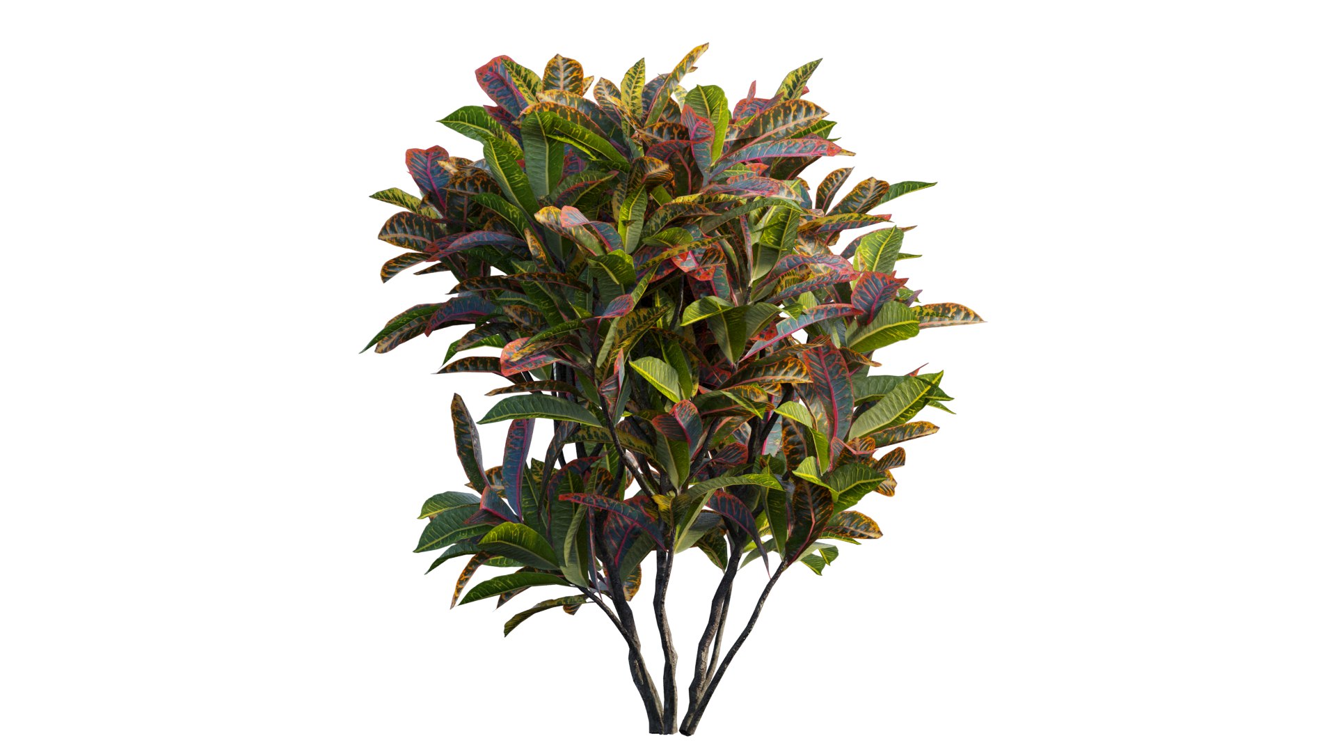 3D model Croton plant set 14 https://p.turbosquid.com/ts-thumb/IO/4s1gXP/fd/4_interactivelightmix/png/1629855484/1920x1080/fit_q87/d8405fd6c4ea3d5e615d669a24f6811b1b6848fc/4_interactivelightmix.jpg