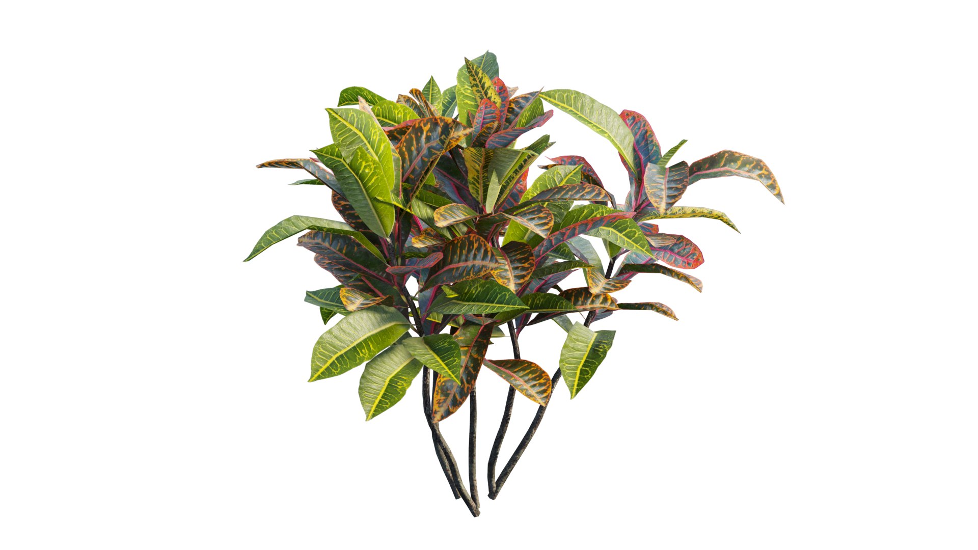 3D model Croton plant set 14 https://p.turbosquid.com/ts-thumb/IO/4s1gXP/sR/6_interactivelightmix/png/1629855485/1920x1080/fit_q87/9657c74f9415e862df5e54bdaf455c5a16103db2/6_interactivelightmix.jpg