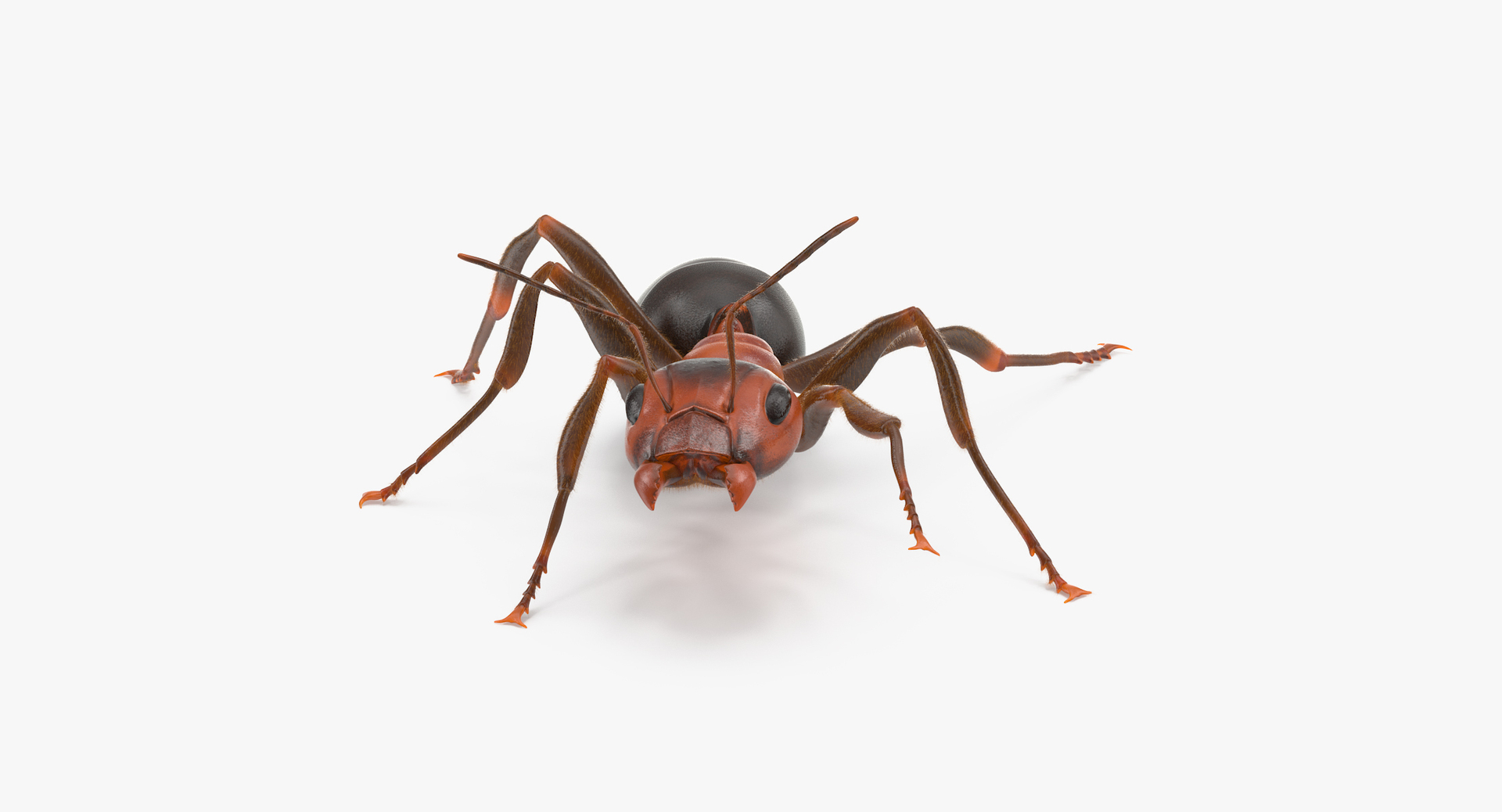 ant poses 3d model https://p.turbosquid.com/ts-thumb/IO/JRIUZE/2hC0grvu/00/jpg/1458662883/1920x1080/turn_fit_q99/88970dcbd49490615f134e8263d02b0c08c789dd/00-1.jpg