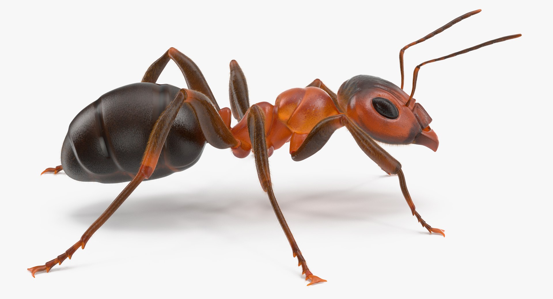 ant poses 3d model https://p.turbosquid.com/ts-thumb/IO/JRIUZE/5cezIhfB/ant_thumbnail_0004/jpg/1437948618/1920x1080/fit_q87/842d3f9309b38c366a34619f16a53afa2b96afc9/ant_thumbnail_0004.jpg
