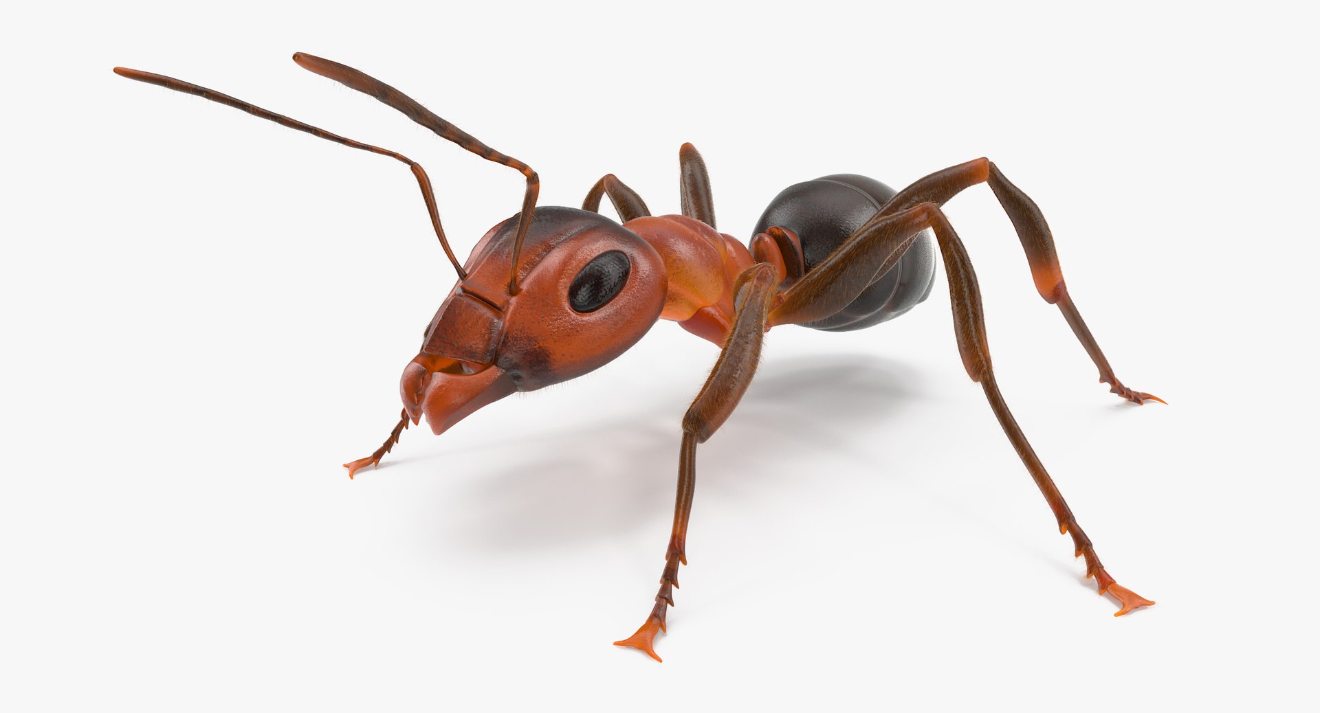 ant poses 3d model https://p.turbosquid.com/ts-thumb/IO/JRIUZE/76ETeD2O/ant_thumbnail_0012/jpg/1437948618/1920x1080/fit_q87/448063e47e50c2c6d69d2064456bc6c2adf1c2e4/ant_thumbnail_0012.jpg