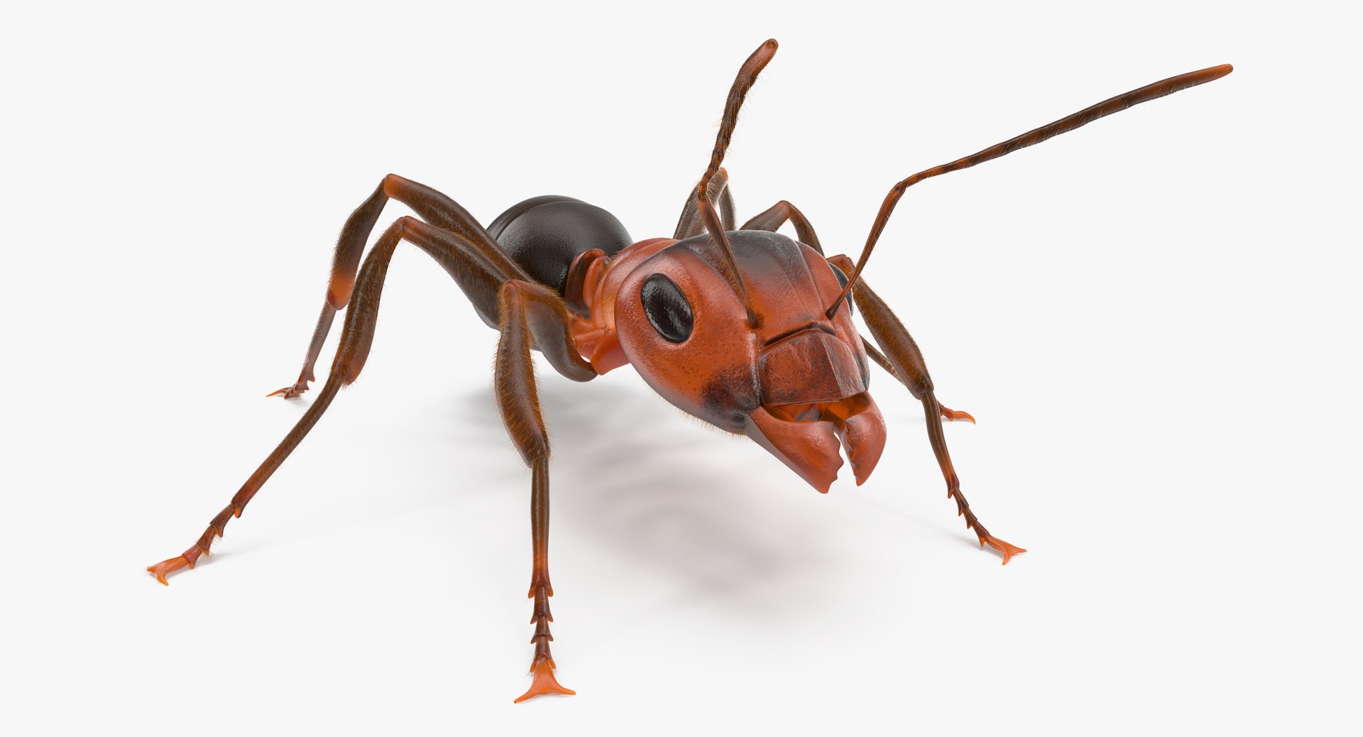ant poses 3d model https://p.turbosquid.com/ts-thumb/IO/JRIUZE/8lGX6c3t/ant_thumbnail_0013/jpg/1437948619/1920x1080/fit_q87/fd7ed8828af4245190c8b11e0da5318af33daa80/ant_thumbnail_0013.jpg