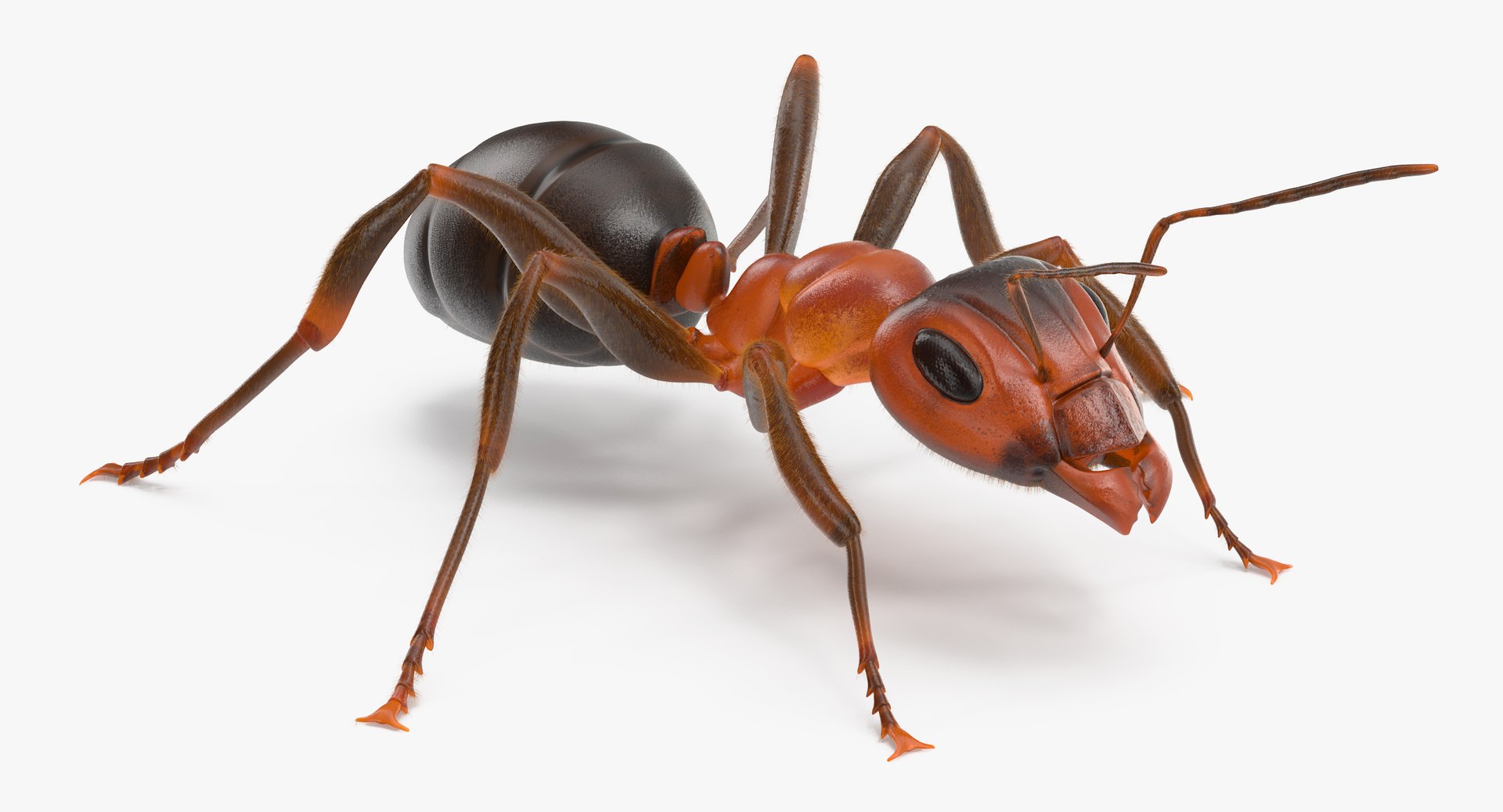 ant poses 3d model https://p.turbosquid.com/ts-thumb/IO/JRIUZE/CCakirRl/ant_thumbnail_0002/jpg/1437948618/1920x1080/fit_q87/62b4d4372f80bb35a86dcd857d6ffa322bf1ec3c/ant_thumbnail_0002.jpg