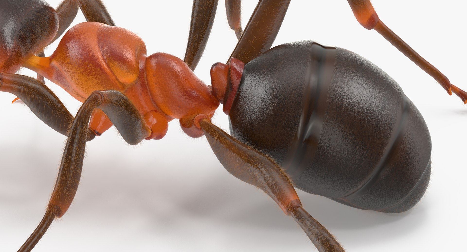 ant poses 3d model https://p.turbosquid.com/ts-thumb/IO/JRIUZE/GgGGAqYD/ant_04_thumbnail_0012/jpg/1458660066/1920x1080/fit_q87/8d88f66d6e6069e55d41f11ed0cea10b9ffcfcd6/ant_04_thumbnail_0012.jpg