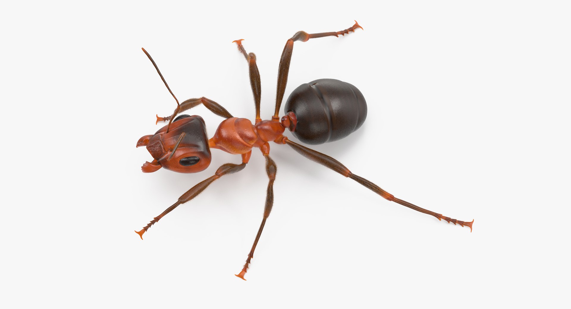ant poses 3d model https://p.turbosquid.com/ts-thumb/IO/JRIUZE/Gn19lUqg/ant_04_thumbnail_0005/jpg/1458660066/1920x1080/fit_q87/ebaf296f9acb74b78bb60038e8155c55f7185125/ant_04_thumbnail_0005.jpg