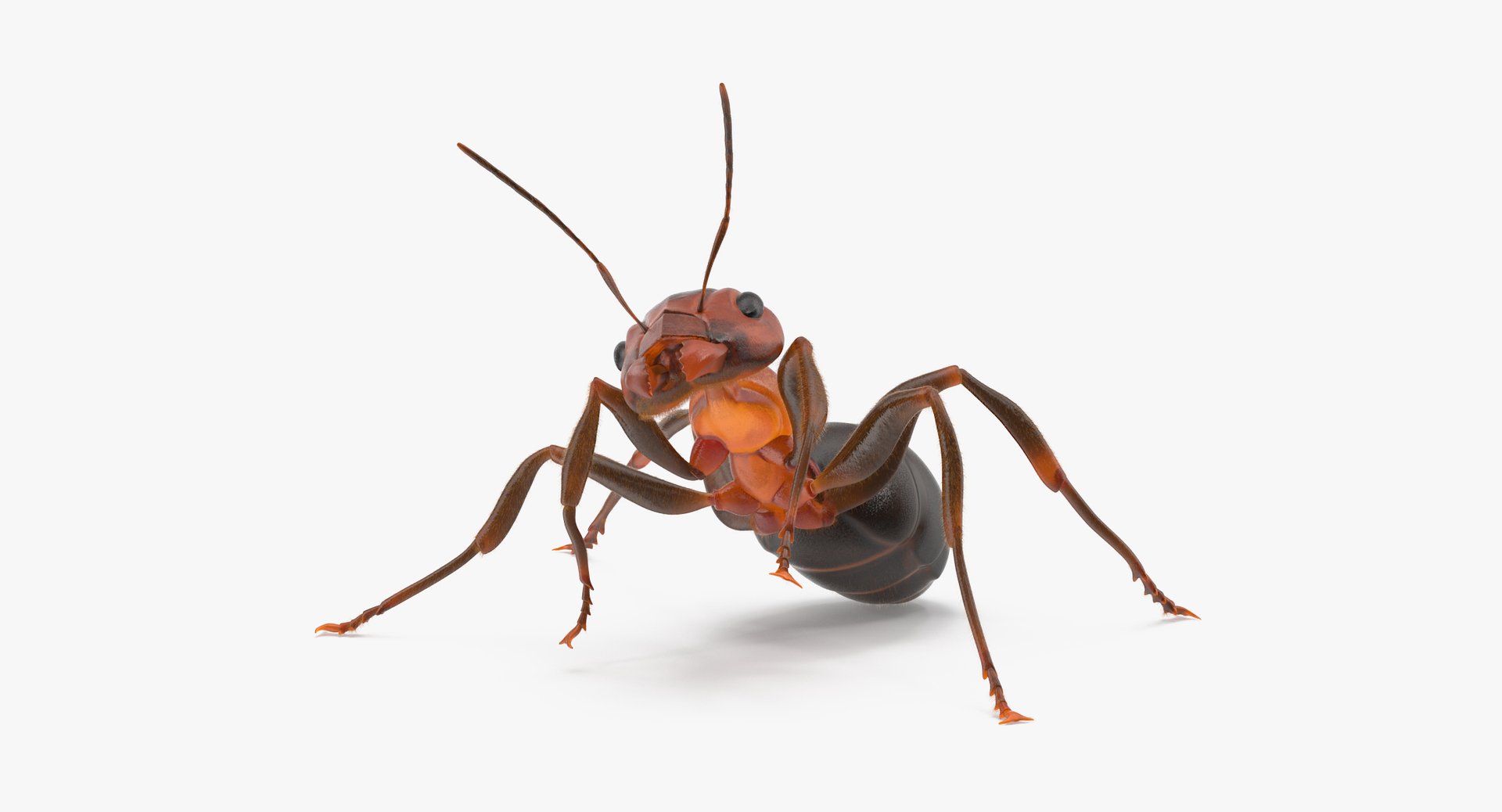 ant poses 3d model https://p.turbosquid.com/ts-thumb/IO/JRIUZE/IjdwWABV/0000/jpg/1458664555/1920x1080/turn_fit_q99/170d86618325e518032412e0eca0d18ca49e9cd9/0000-1.jpg