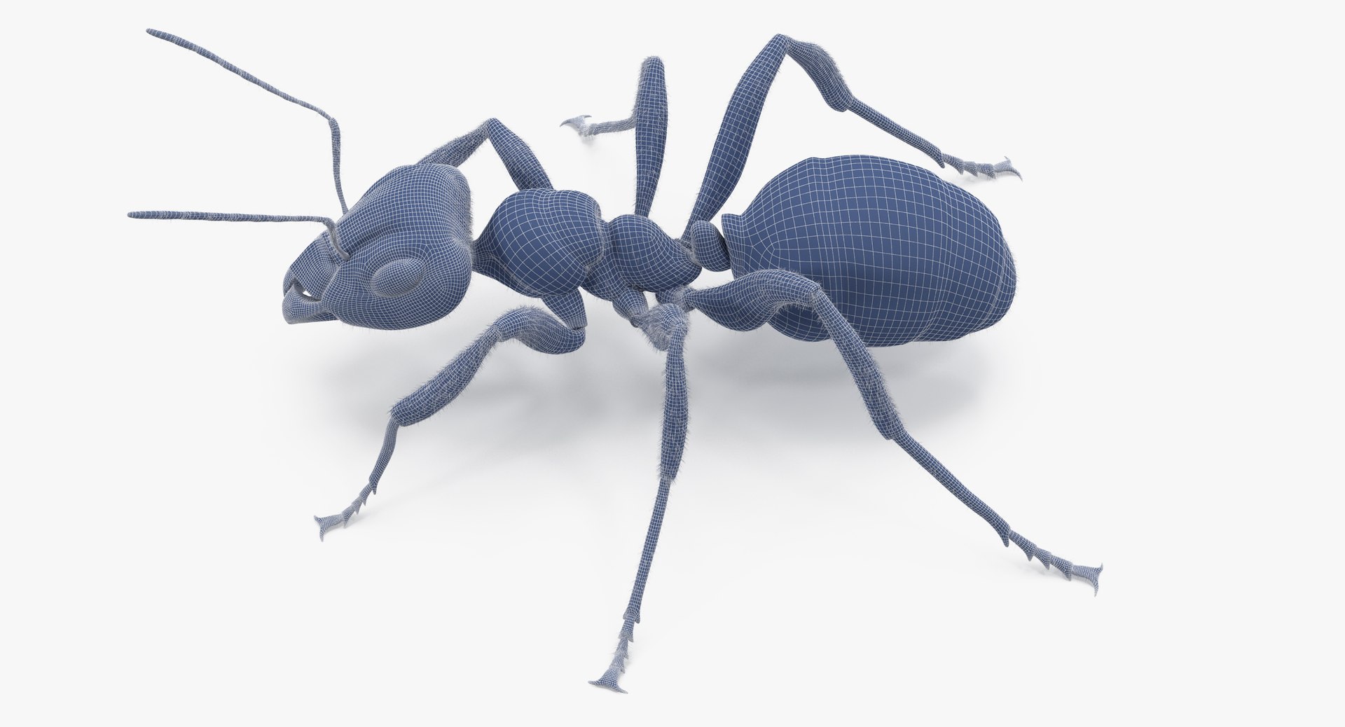 ant poses 3d model https://p.turbosquid.com/ts-thumb/IO/JRIUZE/K5COo3QG/ant_wireframe_0006/jpg/1437948619/1920x1080/fit_q87/6b0b060b678dba622a1cd17e0179e1ccca2f847c/ant_wireframe_0006.jpg