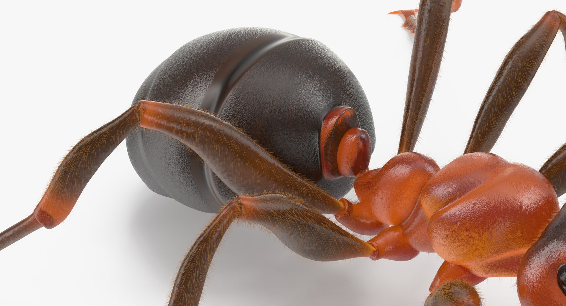 ant poses 3d model https://p.turbosquid.com/ts-thumb/IO/JRIUZE/KugalxsL/ant_05_thumbnail_0010/jpg/1458660419/1920x1080/fit_q87/98112737d4facfcdbdda865f9330e6f9edbc1db1/ant_05_thumbnail_0010.jpg