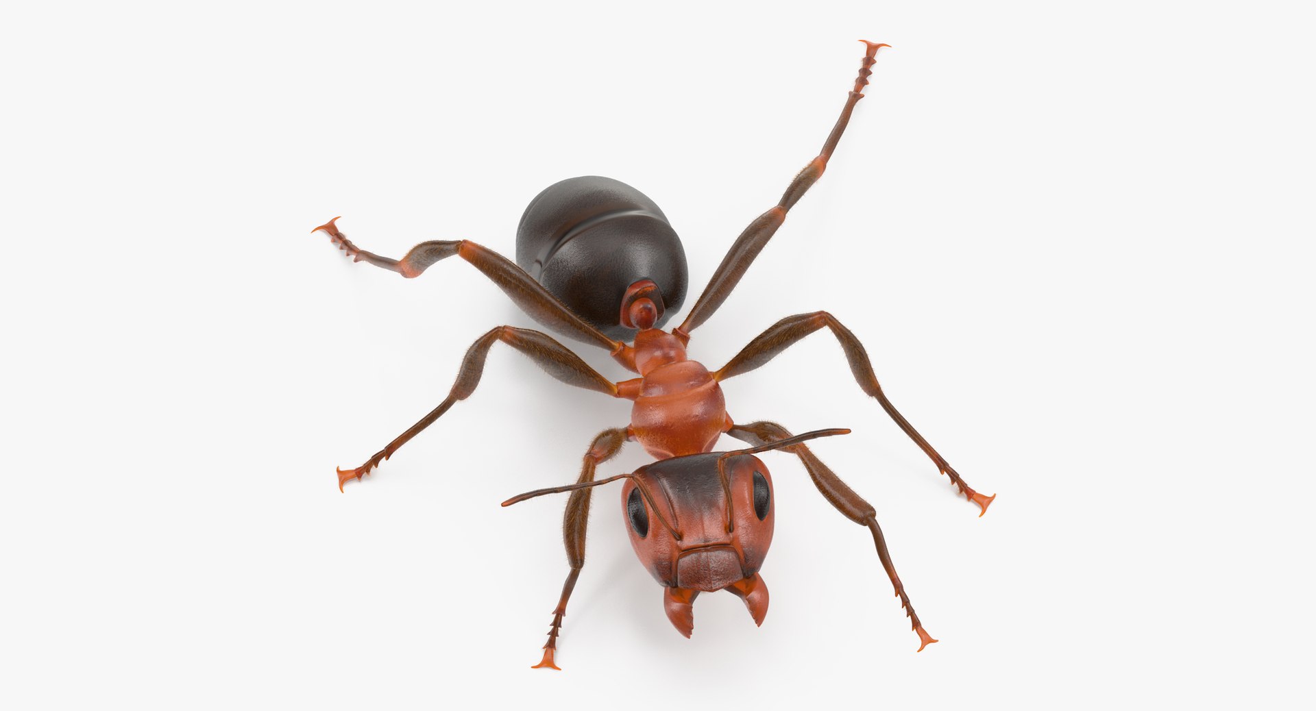 ant poses 3d model https://p.turbosquid.com/ts-thumb/IO/JRIUZE/M7PIBx3g/ant_04_thumbnail_0001/jpg/1458660066/1920x1080/fit_q87/d7ed707fda479cd58f98d2ed6678773fc704db93/ant_04_thumbnail_0001.jpg