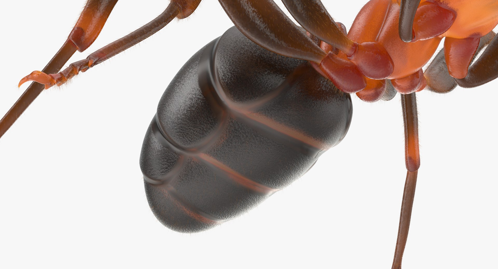 ant poses 3d model https://p.turbosquid.com/ts-thumb/IO/JRIUZE/MgWNSxUv/ant_05_thumbnail_0009/jpg/1458660419/1920x1080/fit_q87/84ef55ab5783f3d797adfa3b00273662459f79a9/ant_05_thumbnail_0009.jpg