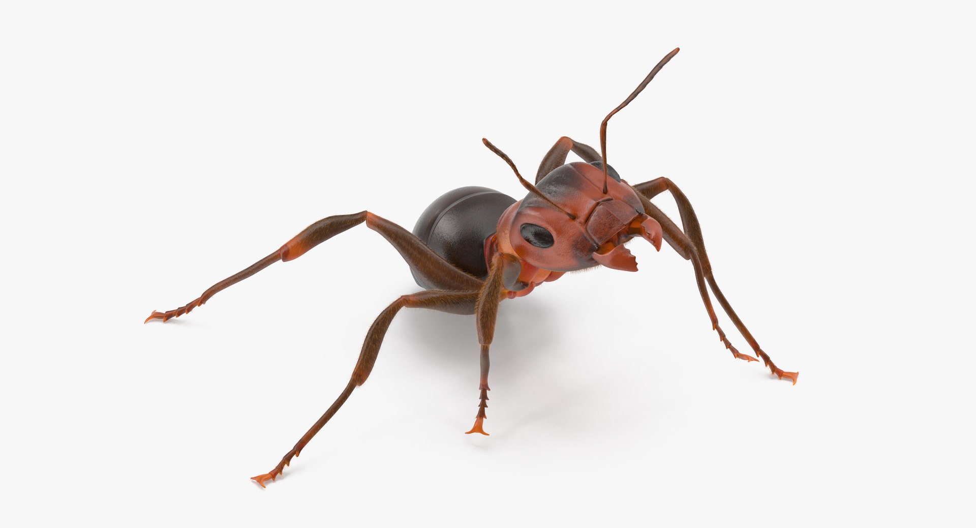 ant poses 3d model https://p.turbosquid.com/ts-thumb/IO/JRIUZE/NQCluFOp/ant_03_thumbnail_0003/jpg/1458659663/1920x1080/fit_q87/bfd8ba45d6263777970eec5bceba8e2c842be9fd/ant_03_thumbnail_0003.jpg