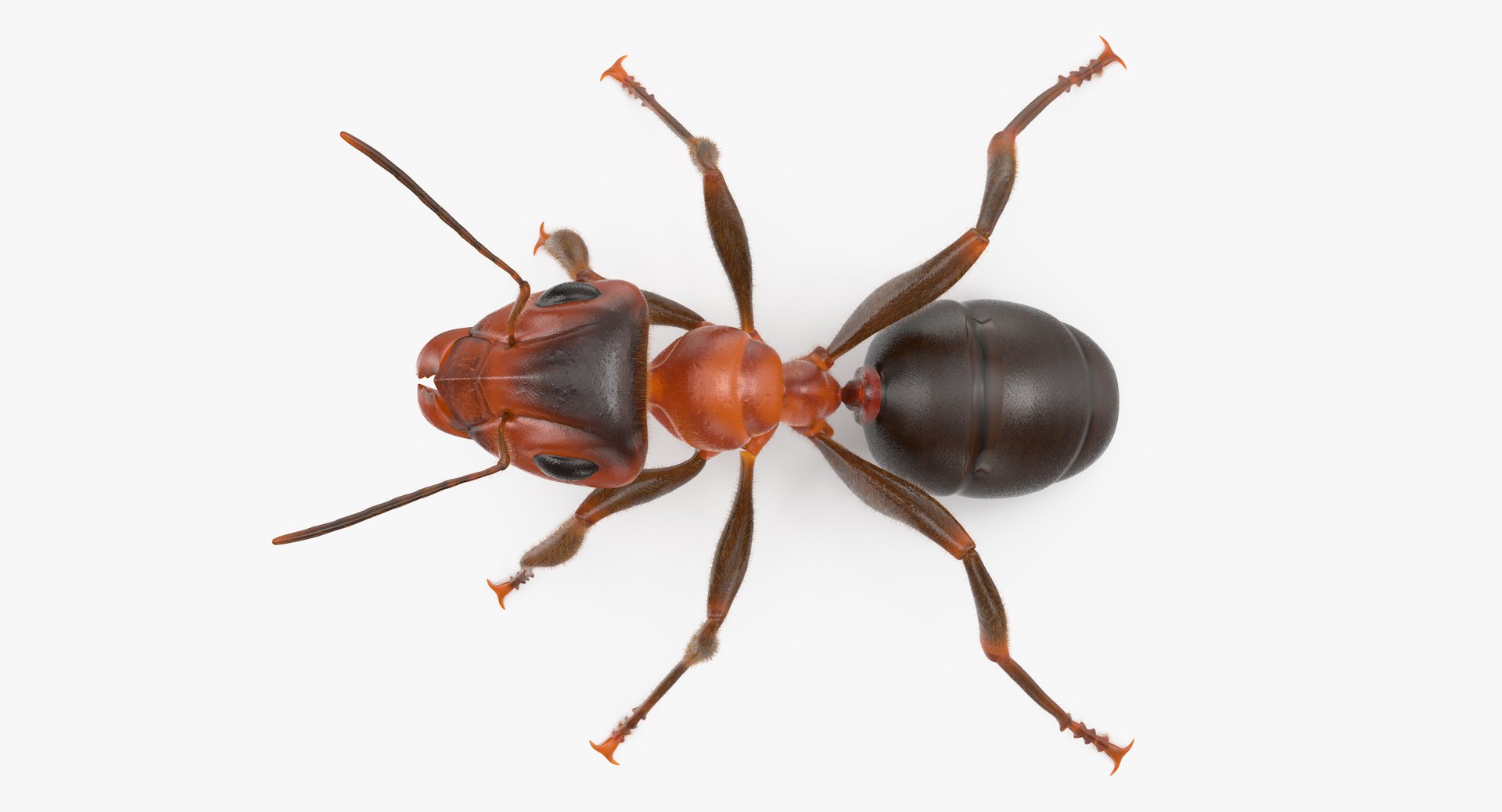 ant poses 3d model https://p.turbosquid.com/ts-thumb/IO/JRIUZE/Pfj673TM/ant_thumbnail_0012/jpg/1458659420/1920x1080/fit_q87/f0067ca8750cd93ee26c1fe376065128828d23c5/ant_thumbnail_0012.jpg