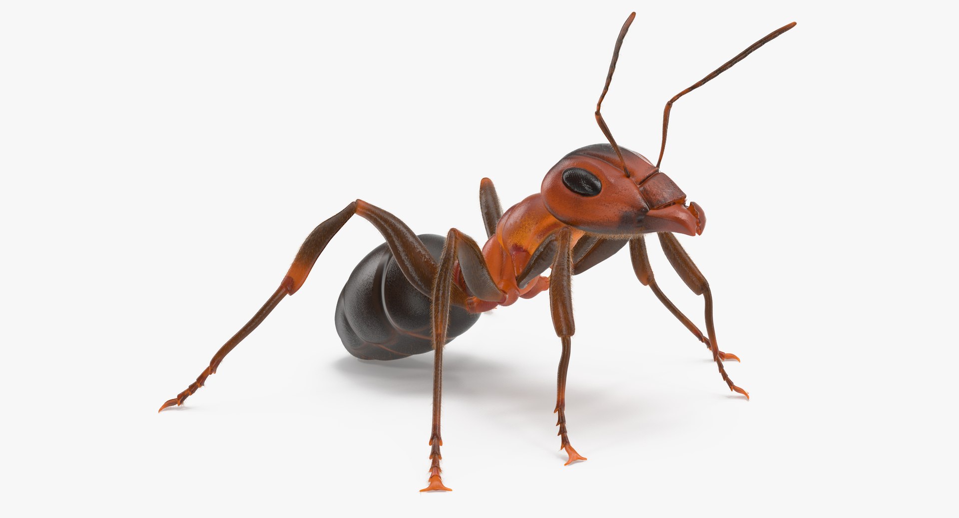 ant poses 3d model https://p.turbosquid.com/ts-thumb/IO/JRIUZE/QmV7HgXU/ant_thumbnail_0005/jpg/1458659419/1920x1080/fit_q87/5e6d320a4ddca07ec7cbab6a5939689dc5374cf1/ant_thumbnail_0005.jpg