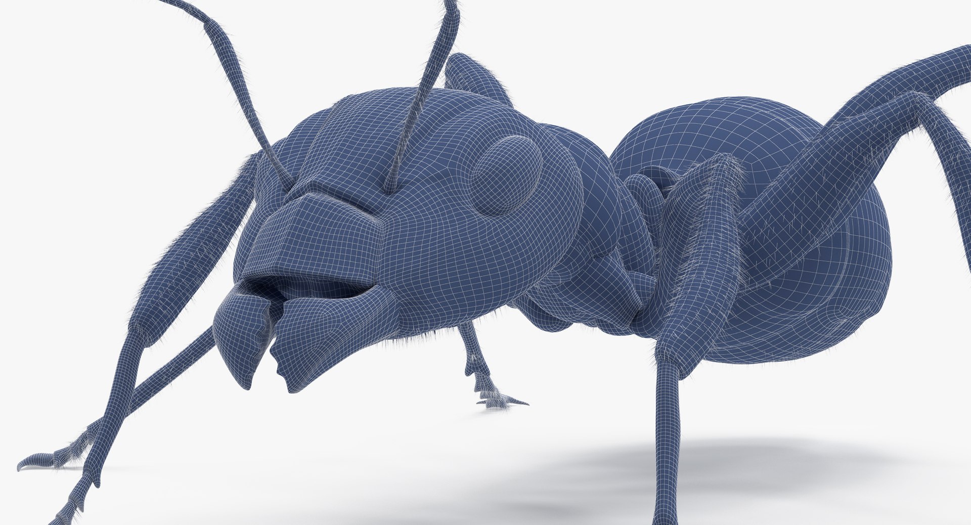 ant poses 3d model https://p.turbosquid.com/ts-thumb/IO/JRIUZE/StRnTKLt/ant_wireframe_0010/jpg/1437948619/1920x1080/fit_q87/950faf00ac3298f7e5e893452be322a03742fab7/ant_wireframe_0010.jpg