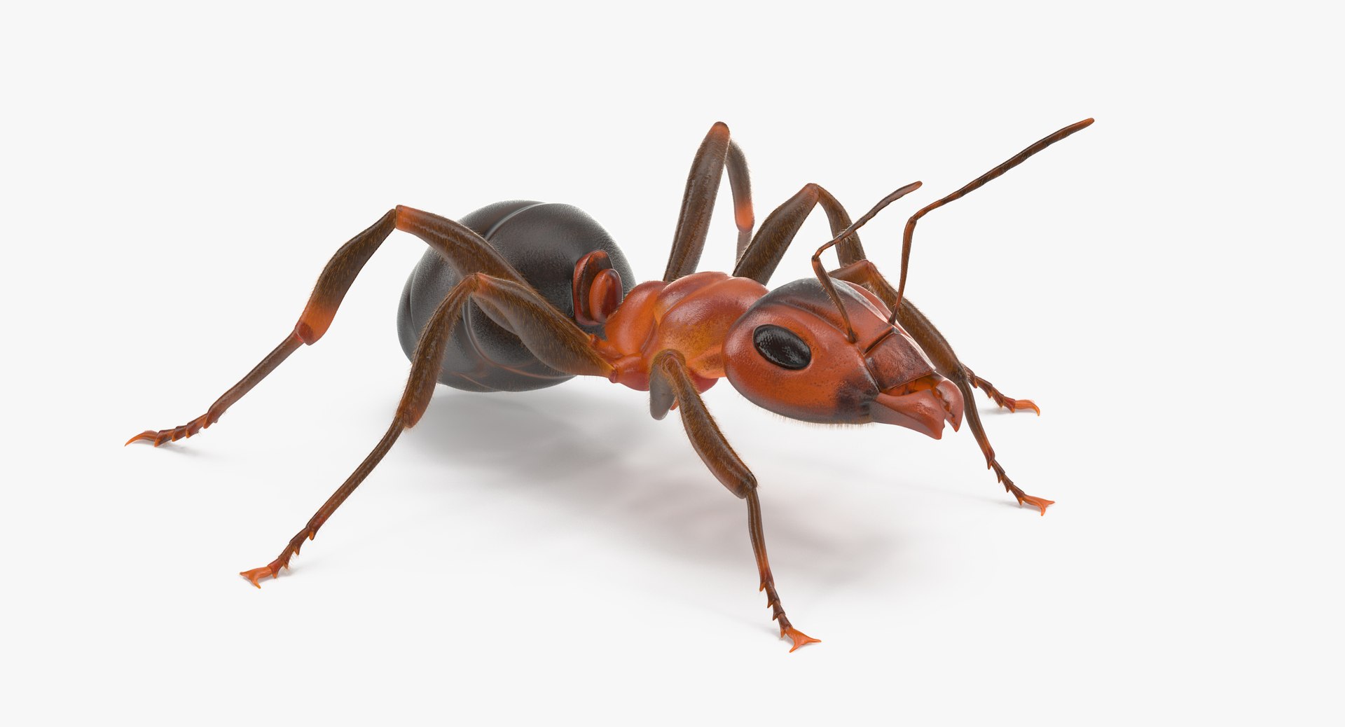 ant poses 3d model https://p.turbosquid.com/ts-thumb/IO/JRIUZE/TFNFEX3i/ant_05_thumbnail_0004/jpg/1458660418/1920x1080/fit_q87/63f78f93e262512b1b12808add58462a0828a2de/ant_05_thumbnail_0004.jpg