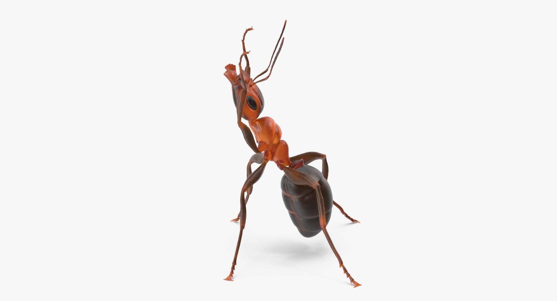 ant poses 3d model https://p.turbosquid.com/ts-thumb/IO/JRIUZE/bM2tu0LP/ant_holding_pose_thumbnail_0002/jpg/1458660820/1920x1080/fit_q87/f7c264c15e79a3bcd93eafdf7a91feafaa26d1d9/ant_holding_pose_thumbnail_0002.jpg