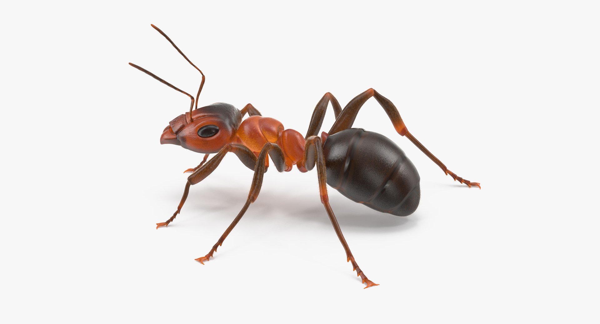 ant poses 3d model https://p.turbosquid.com/ts-thumb/IO/JRIUZE/c8S6Z0Aw/ant_05_thumbnail_0003/jpg/1458660418/1920x1080/fit_q87/28941cb6d71ed6426e23cc38f0606657ecbd7d09/ant_05_thumbnail_0003.jpg