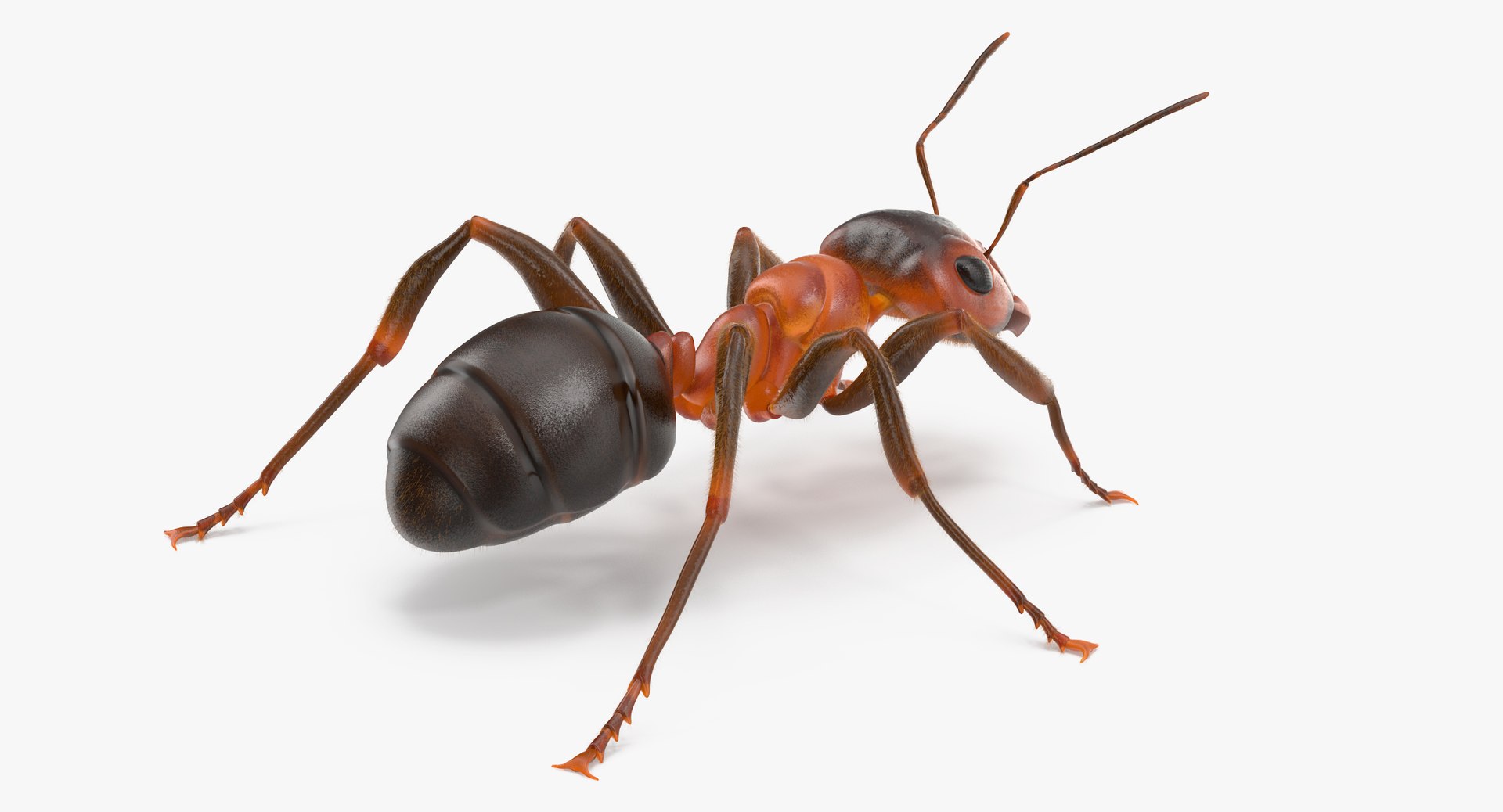ant poses 3d model https://p.turbosquid.com/ts-thumb/IO/JRIUZE/fuuFFRbC/ant_thumbnail_0011/jpg/1437948618/1920x1080/fit_q87/2c396955dd0e2a2cab15d4987badd18fc7259076/ant_thumbnail_0011.jpg