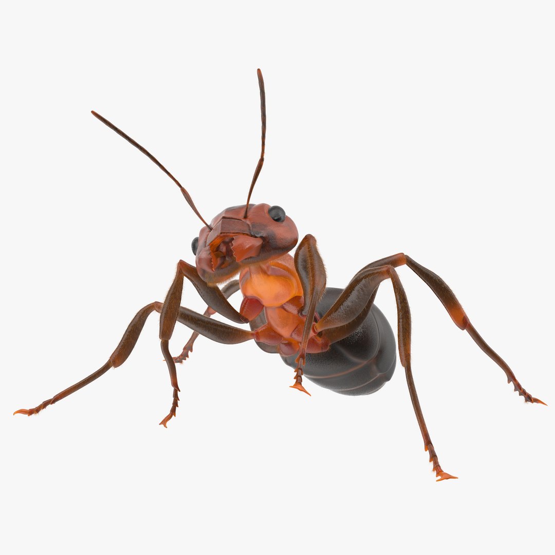 ant poses 3d model https://p.turbosquid.com/ts-thumb/IO/JRIUZE/kRJVY47E/ant_03_thumbnailsquare_0000/jpg/1458659663/1920x1080/fit_q87/e3e6000e5728b7f86be83fb32b34a9b927b6b299/ant_03_thumbnailsquare_0000.jpg
