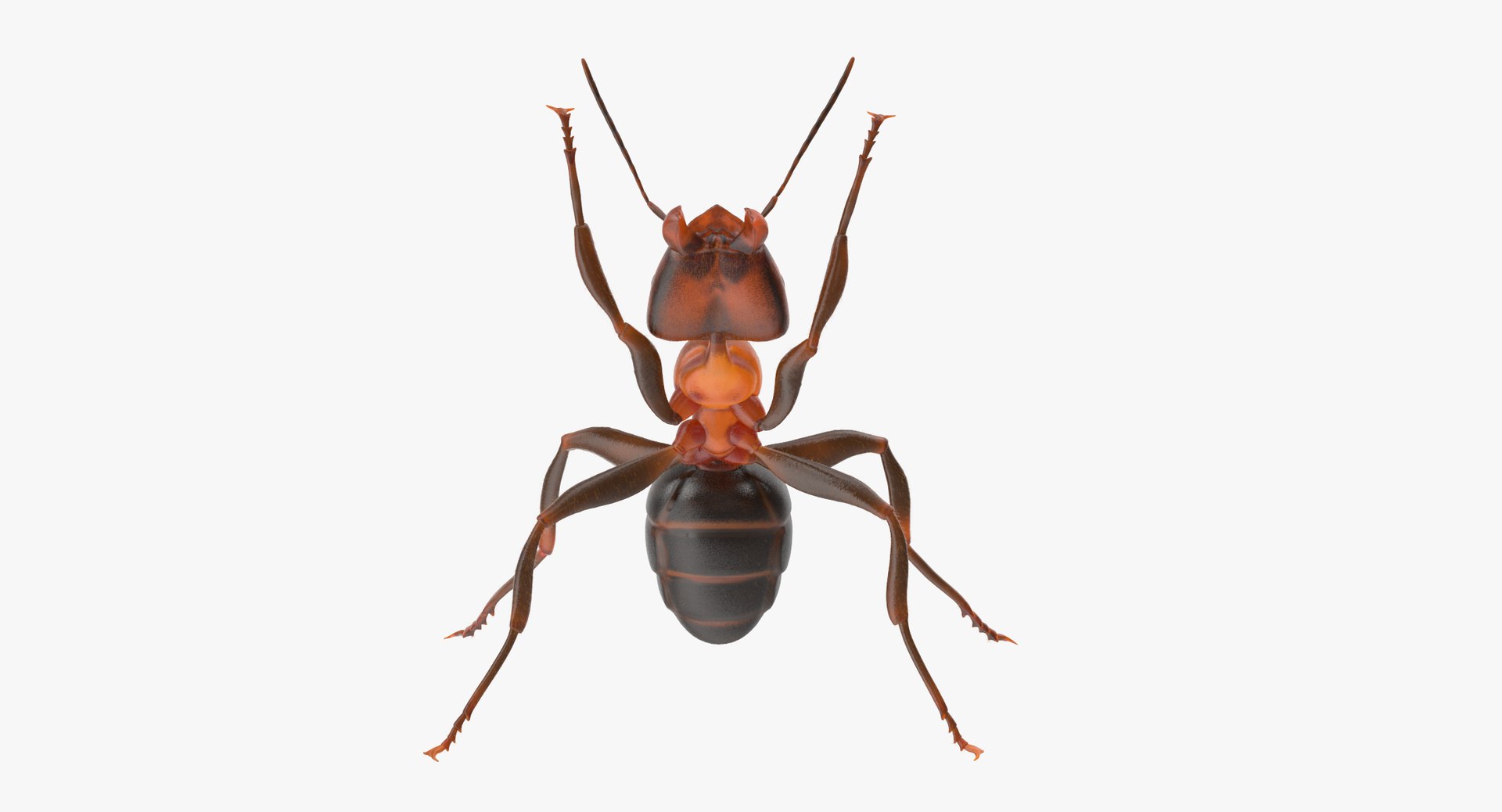 ant poses 3d model https://p.turbosquid.com/ts-thumb/IO/JRIUZE/n2MeqTYP/ant_holding_pose_thumbnail_0000/jpg/1458660820/1920x1080/fit_q87/6ea196b60904a71e051bb6c169a7c0ae829c4d0c/ant_holding_pose_thumbnail_0000.jpg