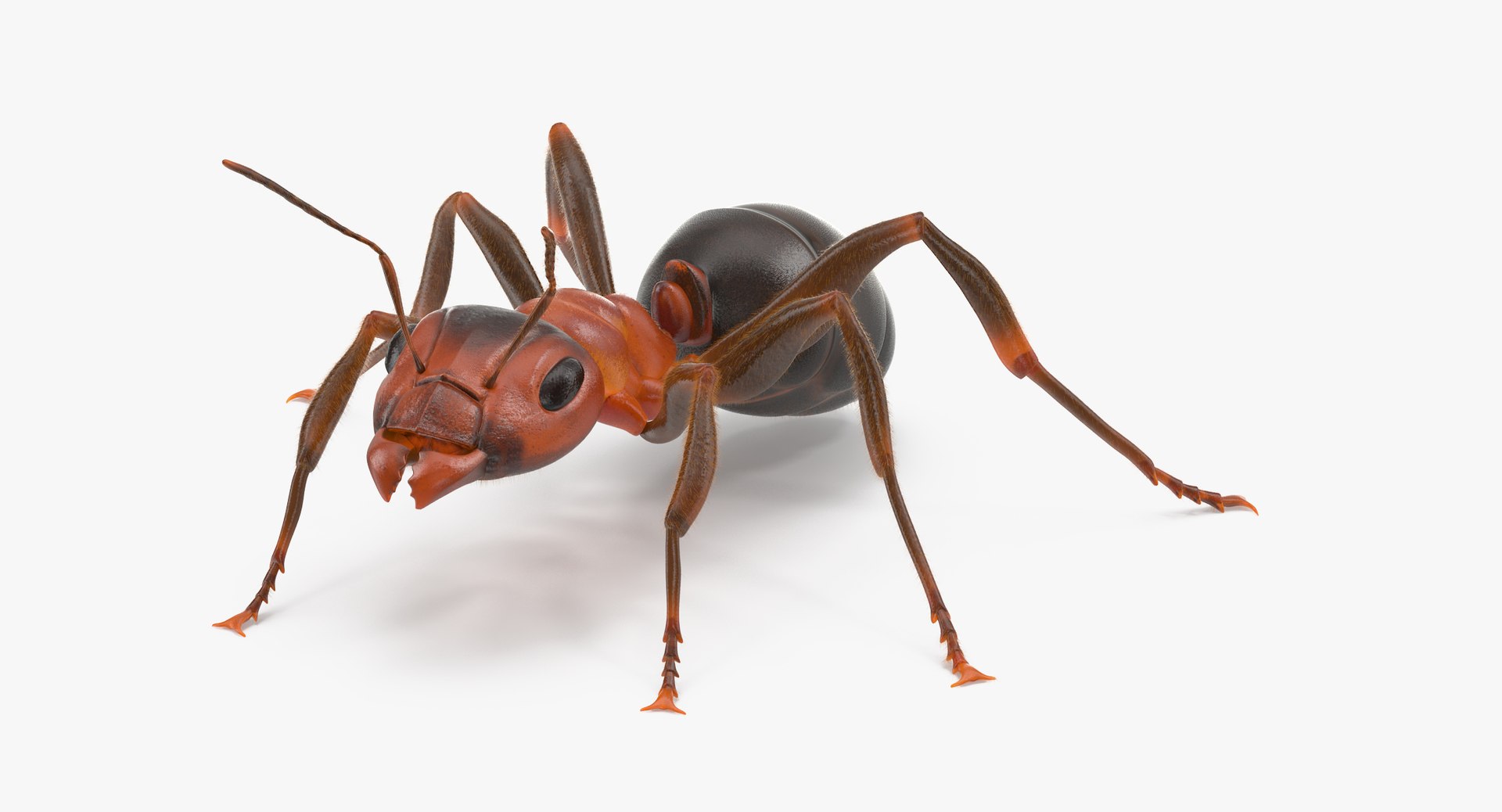 ant poses 3d model https://p.turbosquid.com/ts-thumb/IO/JRIUZE/nHeM1SDx/ant_05_thumbnail_0001/jpg/1458660418/1920x1080/fit_q87/4574f23c7ae2b24e995e3c34852c989da88cc2d5/ant_05_thumbnail_0001.jpg
