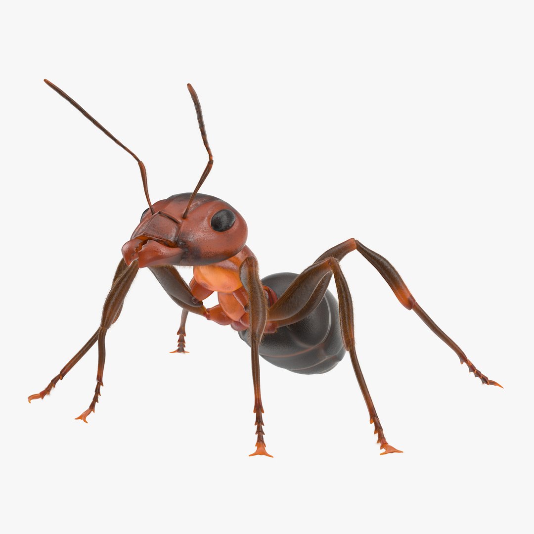 ant poses 3d model https://p.turbosquid.com/ts-thumb/IO/JRIUZE/oW0TZrGY/ant_thumbnail_square0000/jpg/1458659420/1920x1080/fit_q87/e04289d805d40d7780108089942e0e4c30b0cc93/ant_thumbnail_square0000.jpg